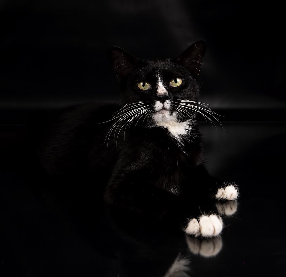 Black Kitten, Timka - Чёрный котенок