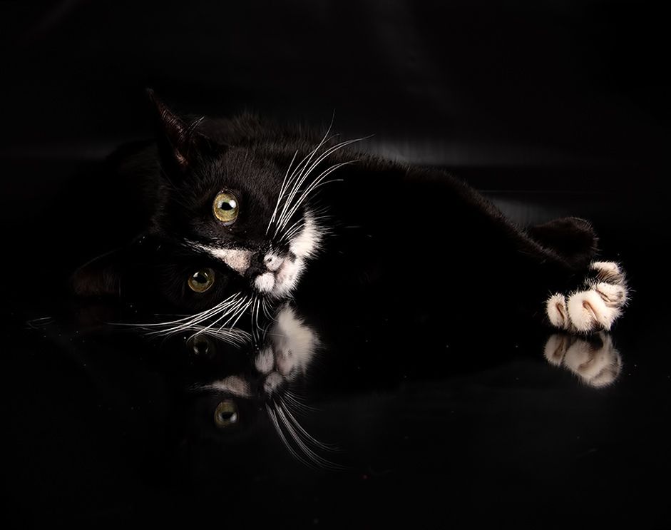 Black Kitten, Timka - Чёрный котенок