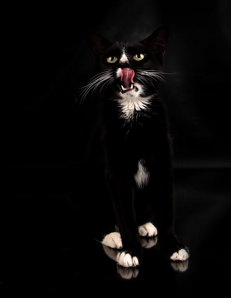 Black Kitten, Timka - Чёрный котенок