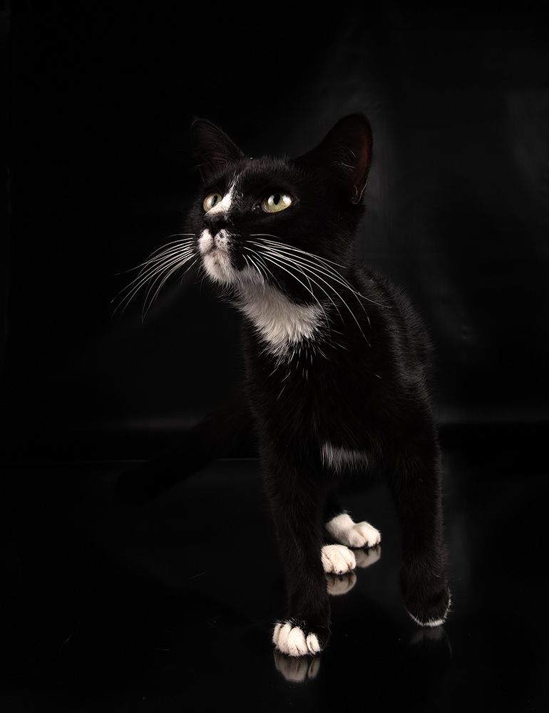 Black Kitten, Timka - Чёрный котенок