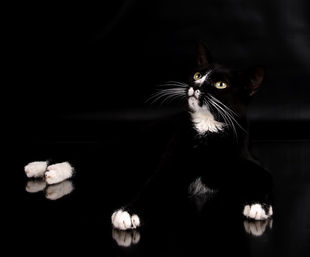 Black Kitten, Timka - Чёрный котенок