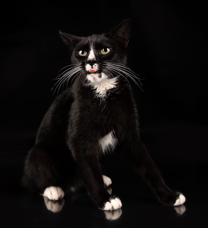 Black Kitten, Timka - Чёрный котенок