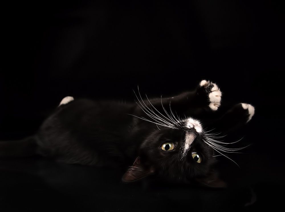 Black Kitten, Timka - Чёрный котенок