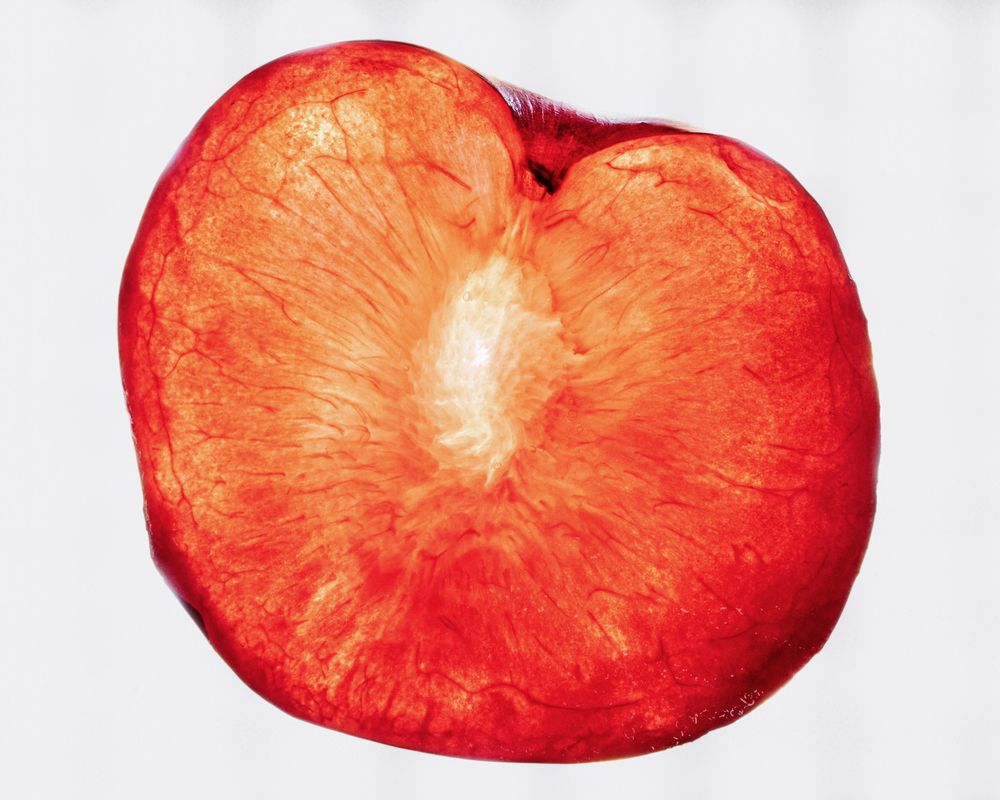 Plum