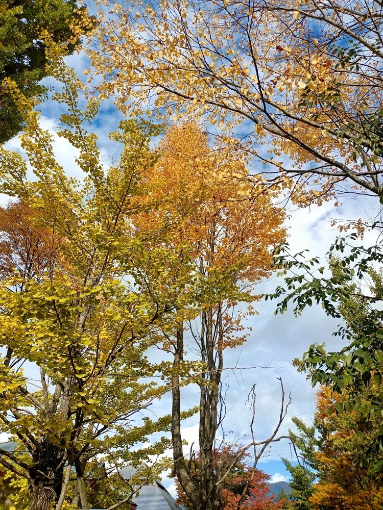 Photo 29955383