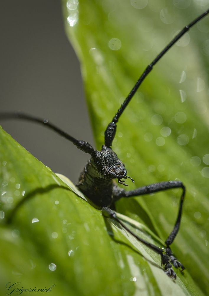 Жук-усач (семейство Cerambycidae)