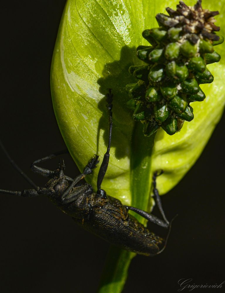 Жук-усач (семейство Cerambycidae)