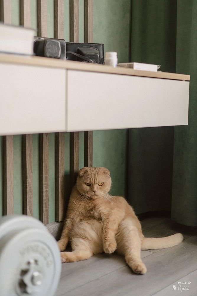 Платон