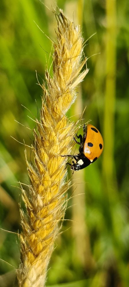 Photo 29956210