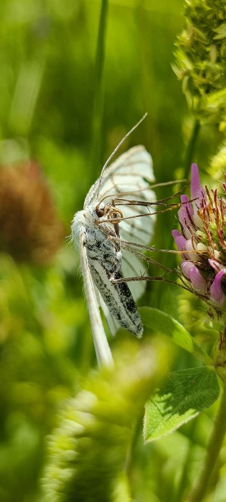 Photo 29956212
