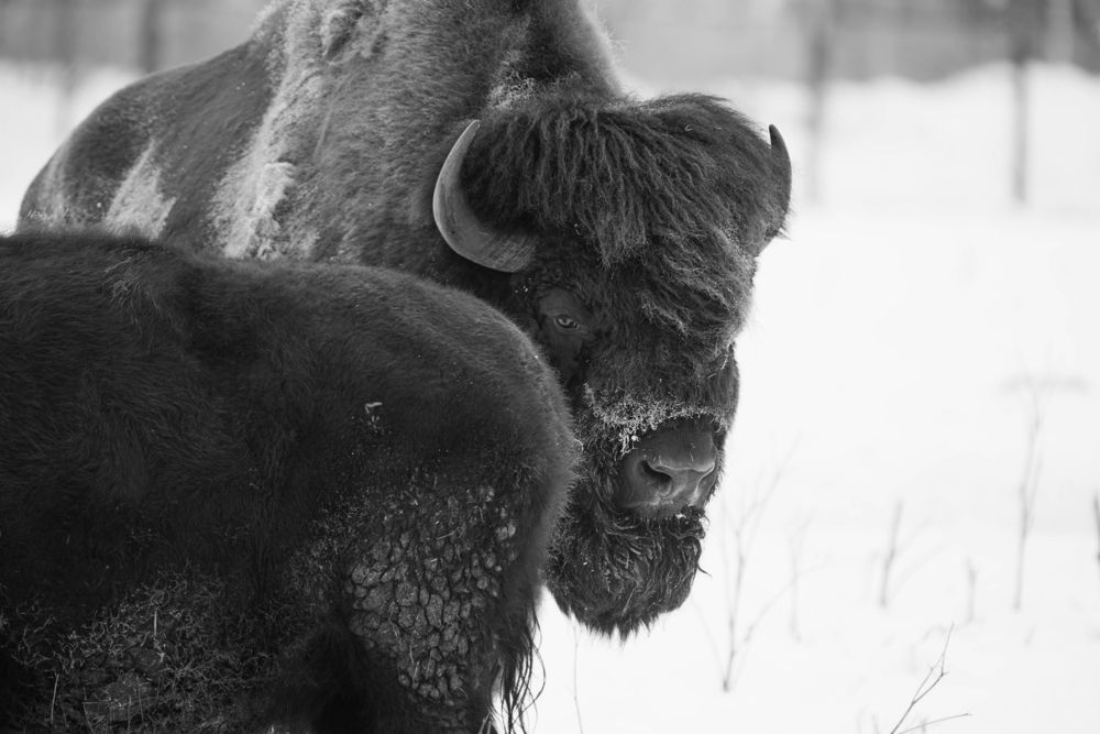 Photo 29956485