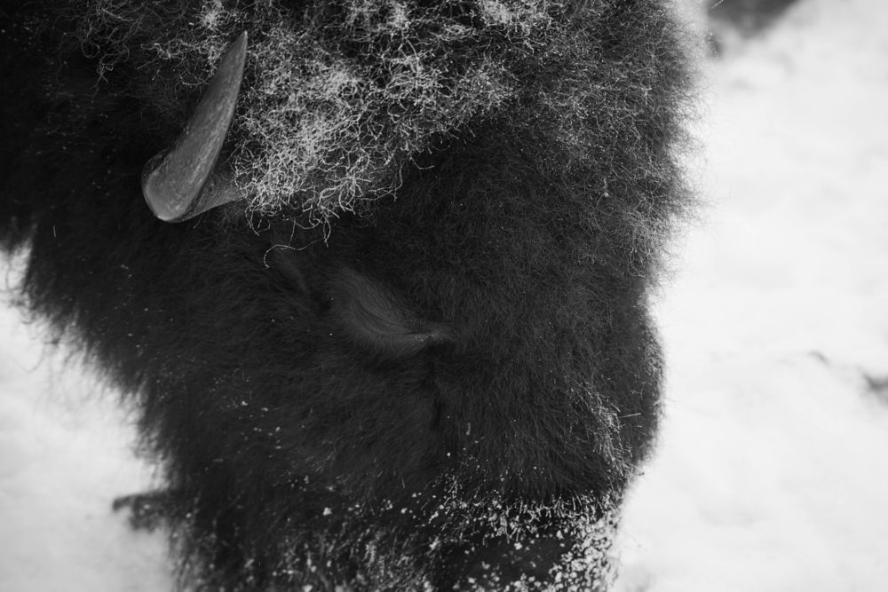 Photo 29956488