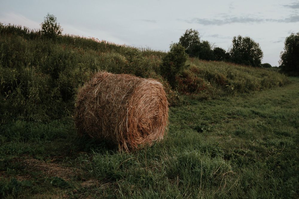 Photo 29956686