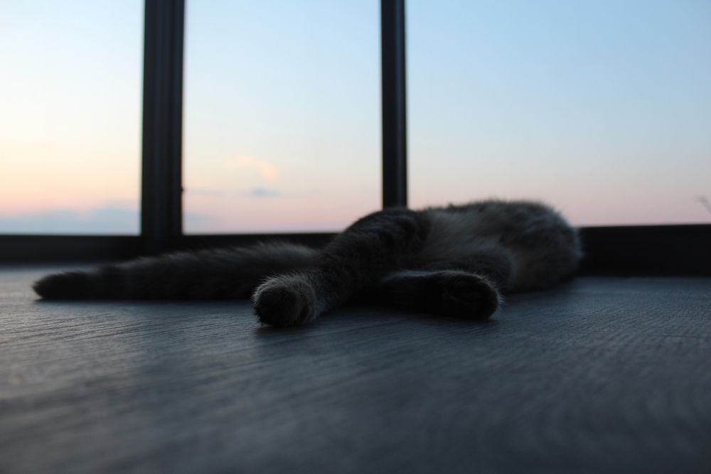 Photo 29957226