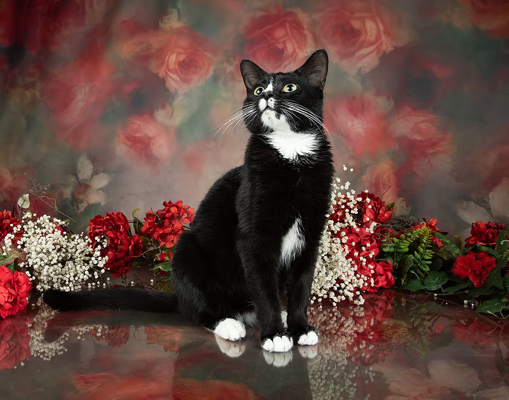 Black Kitten, Timka - Чёрный котенок в Красоте