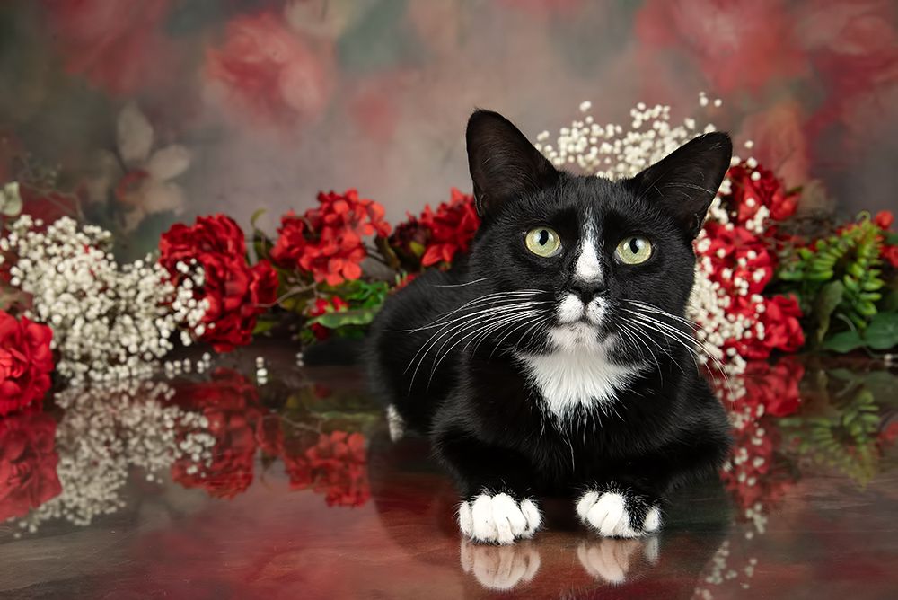 Black Kitten, Timka - Чёрный котенок в Красоте