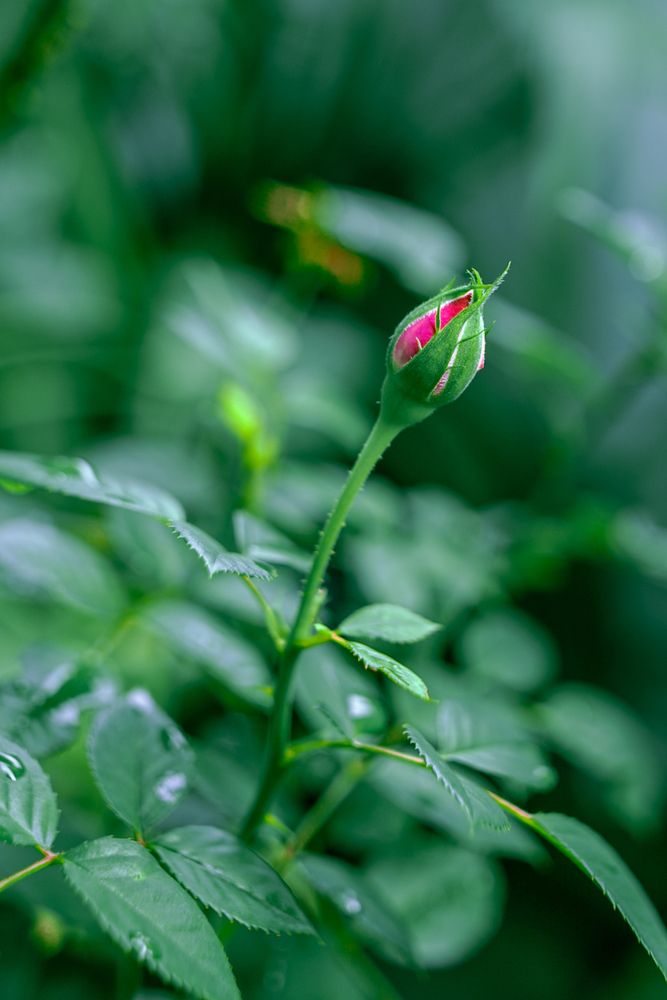 Meu maior prazer &eacute; fotografar de tudo.