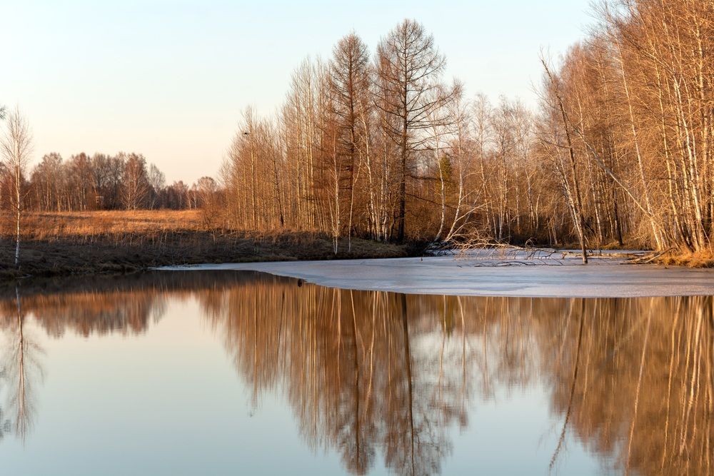 Берлога и владения мишки в тайге. (6 фото)