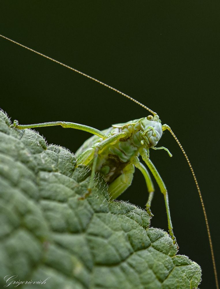 Самка пилохвоста восточного (Poecilimon intermedius).