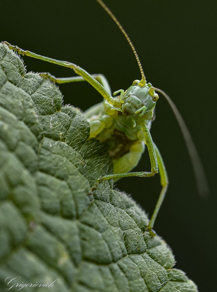 Самка пилохвоста восточного (Poecilimon intermedius).