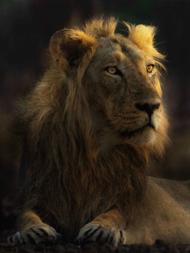 The Gir, India