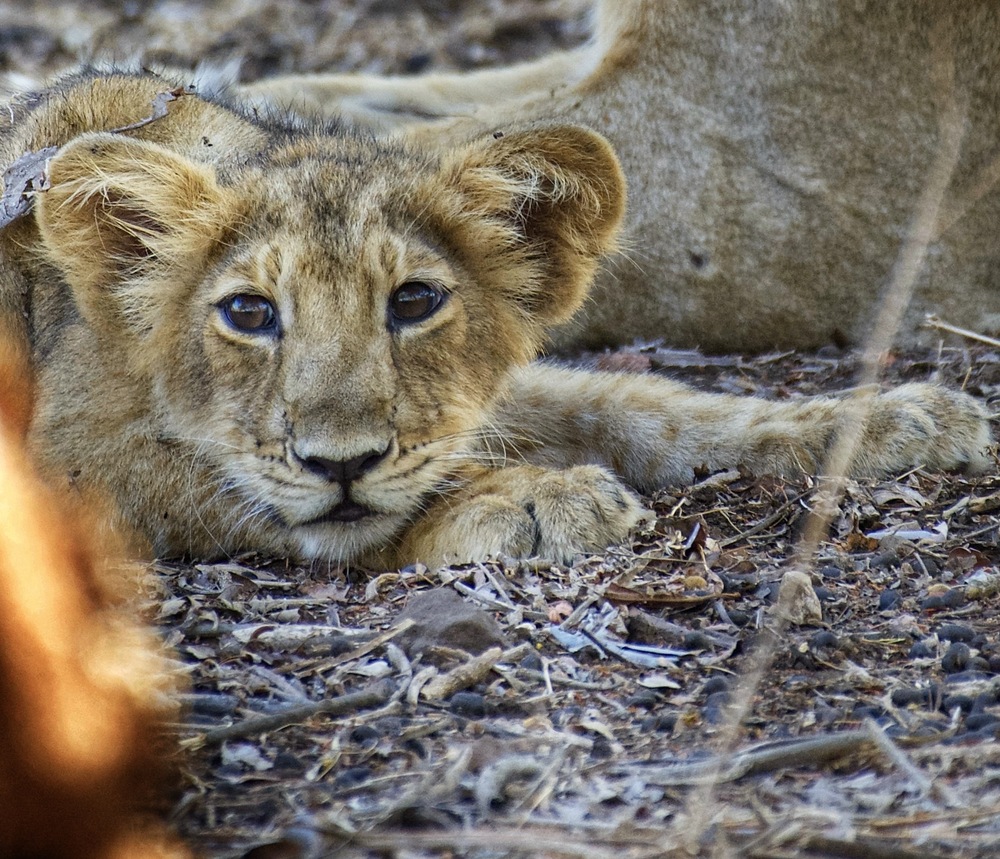 The Gir, India