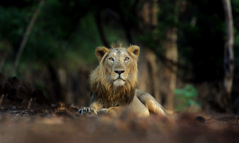 The Gir, India