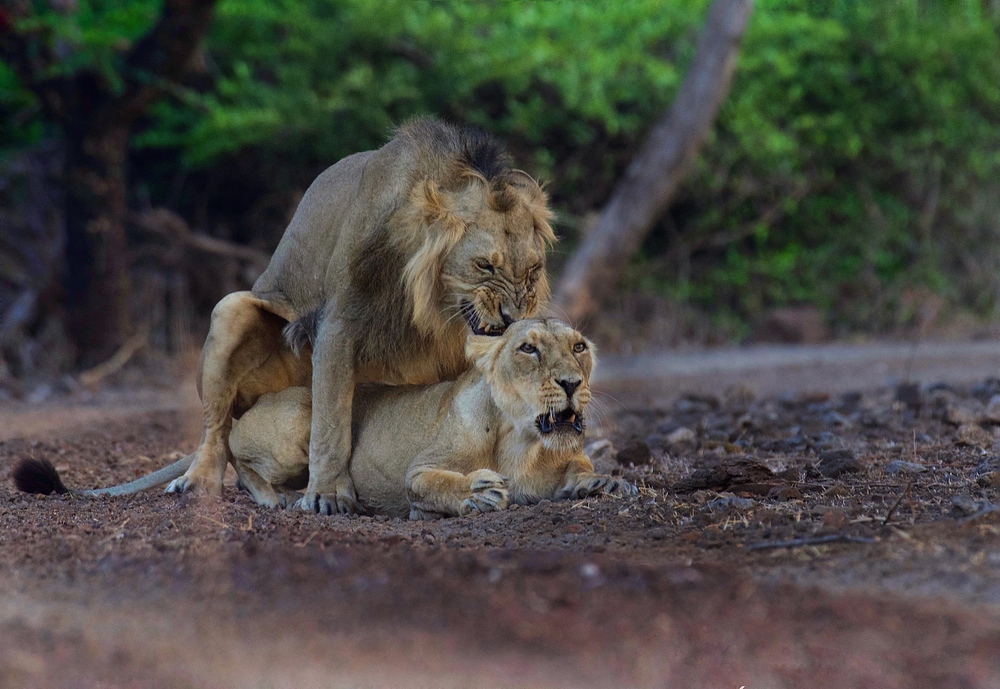 The Gir, India