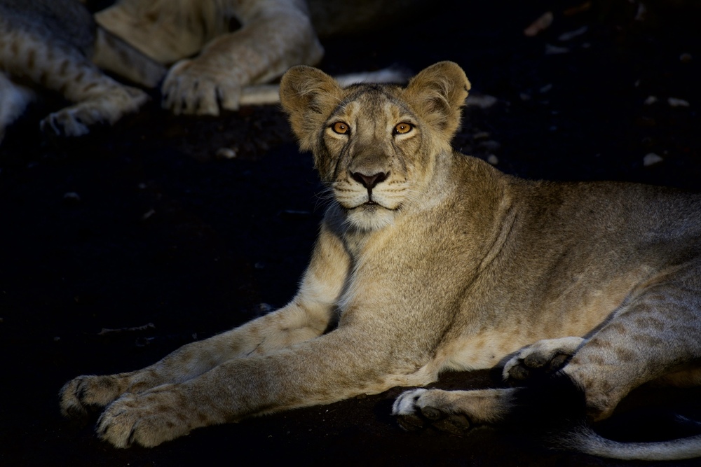 The Gir, India