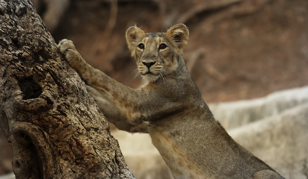 The Gir, India