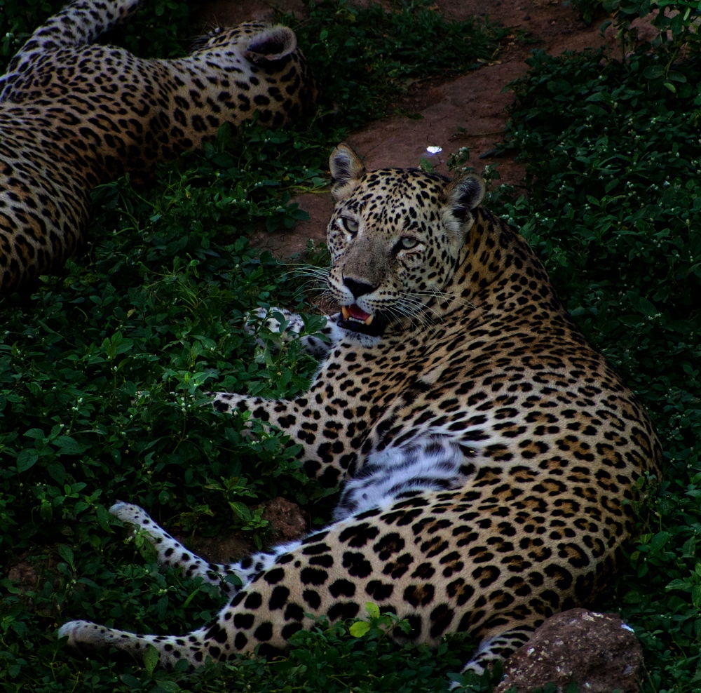 The Gir, India