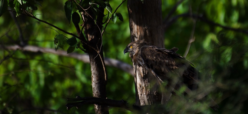 The Gir, India