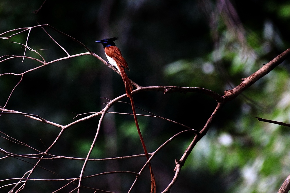 The Gir, India
