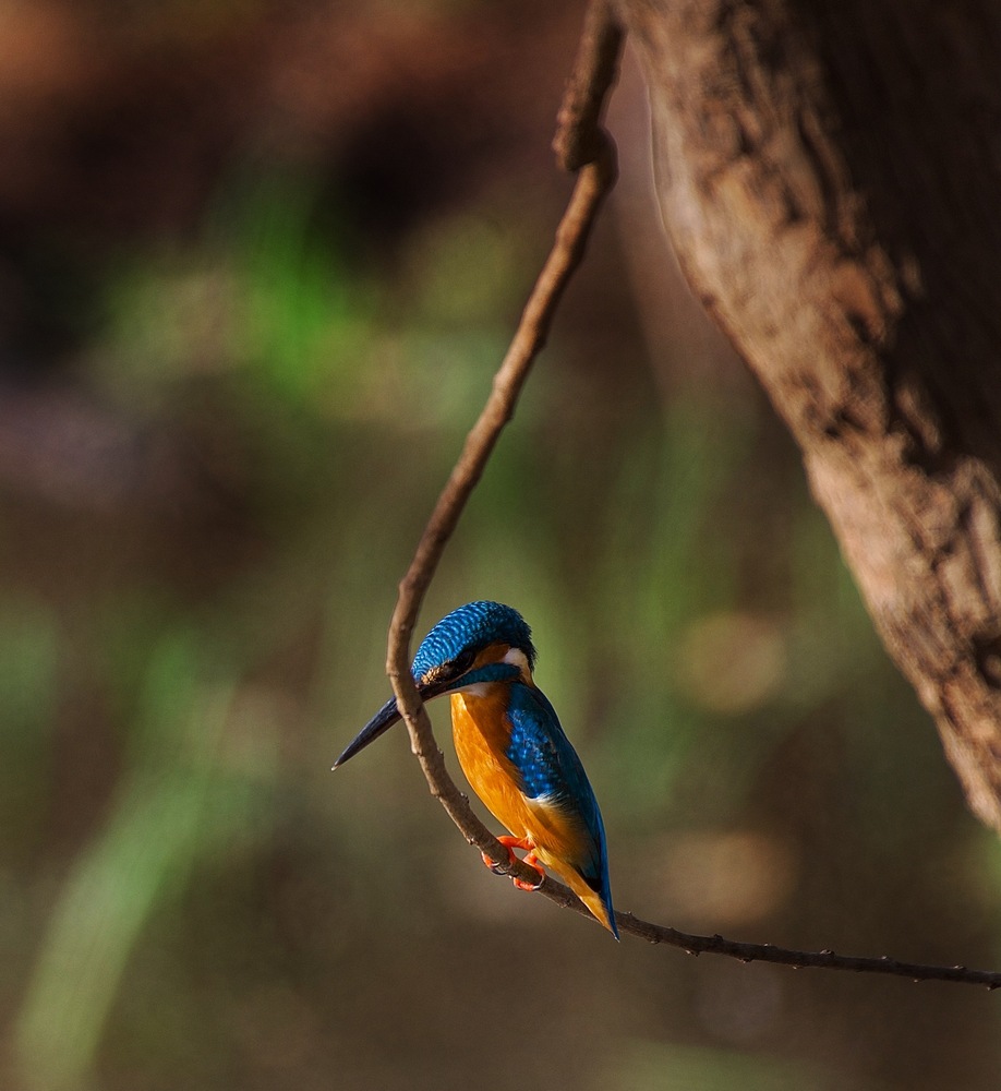 The Gir, India