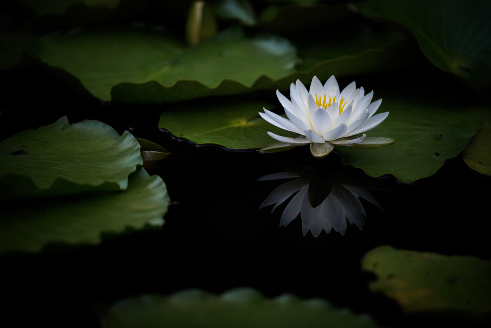 A sense of immersion in nature