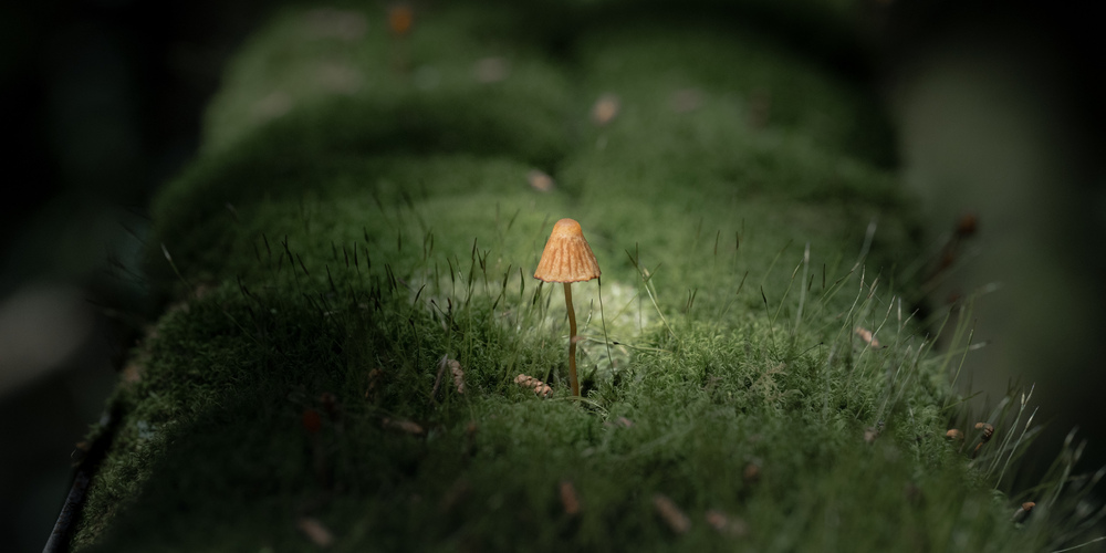A sense of immersion in nature