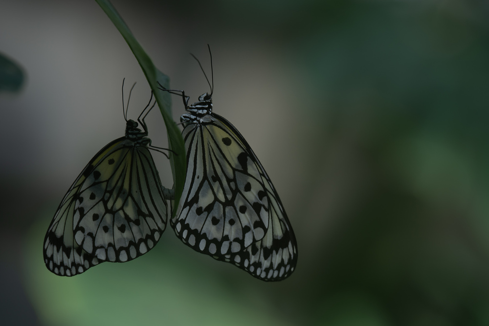 A sense of immersion in nature