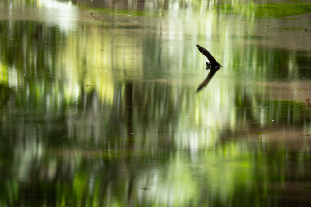 A sense of immersion in nature