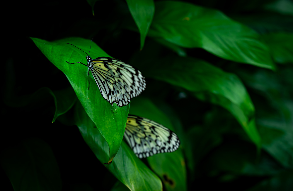 A sense of immersion in nature