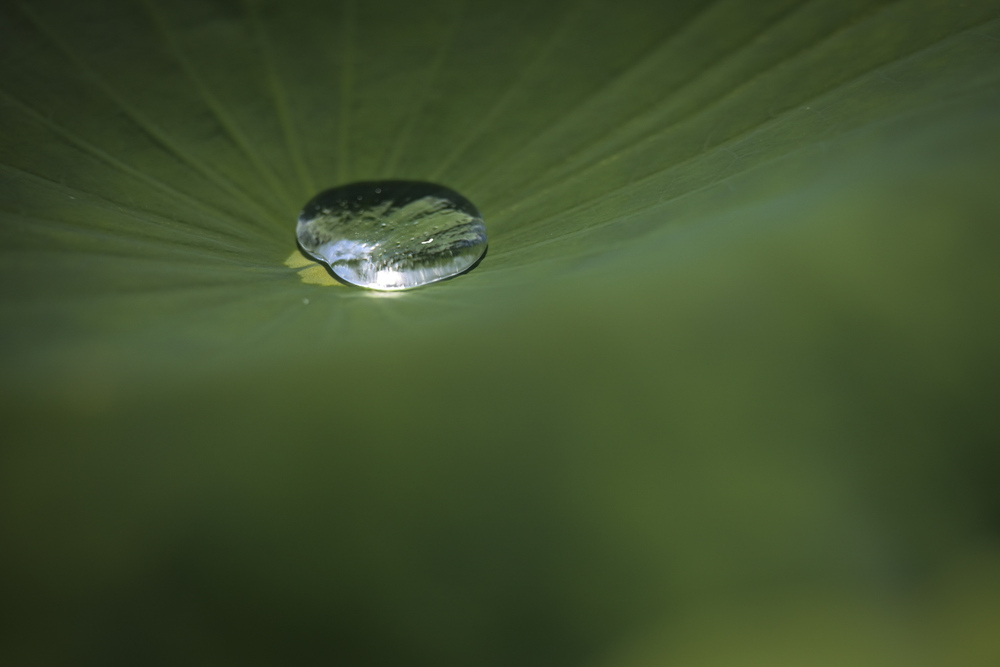 A sense of immersion in nature