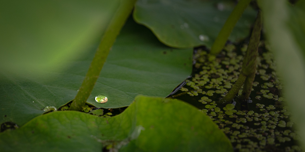 A sense of immersion in nature