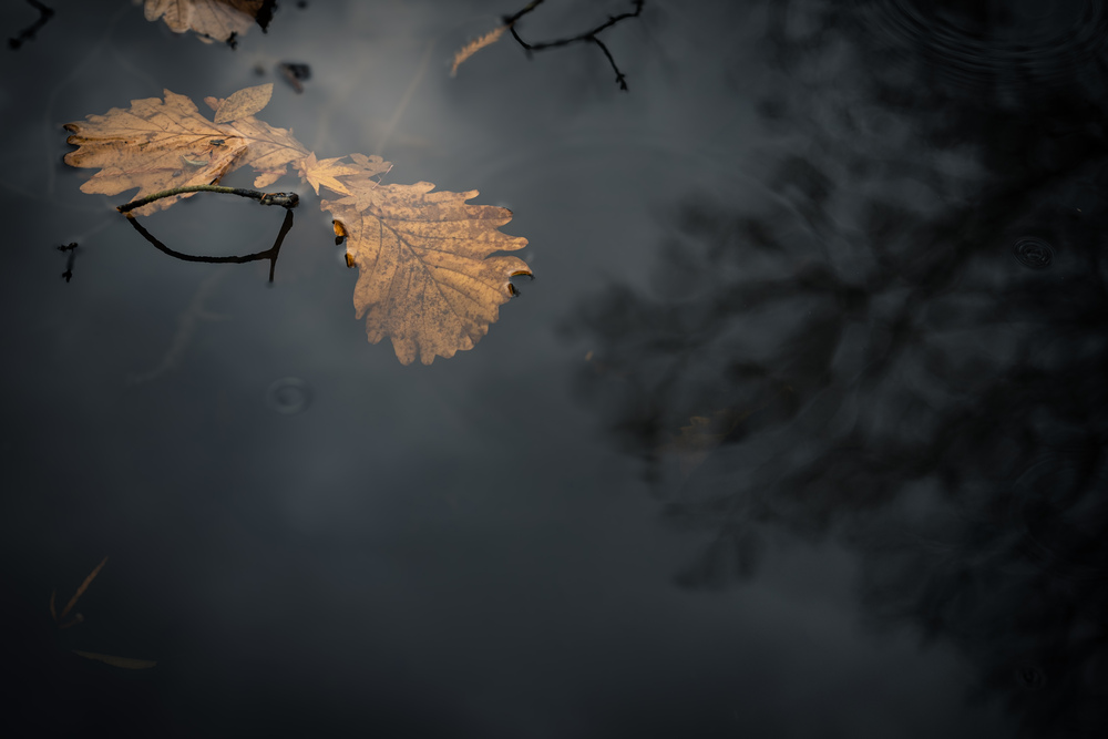 A sense of immersion in nature