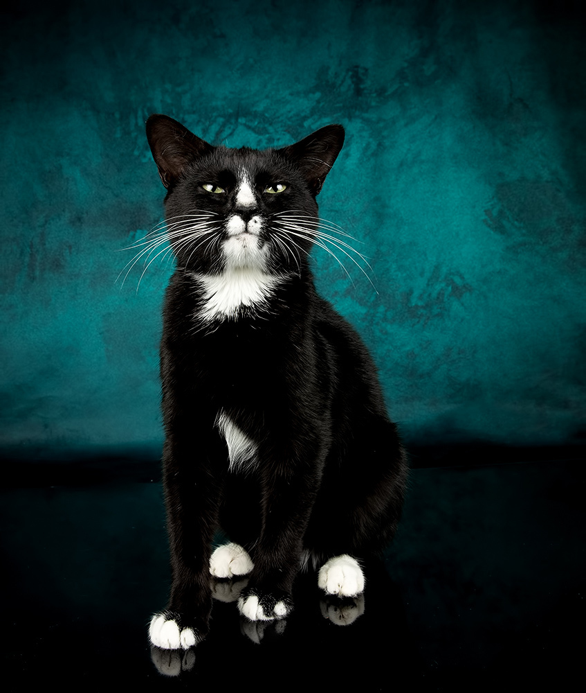 Black Kitten, Timka - Чёрный котенок