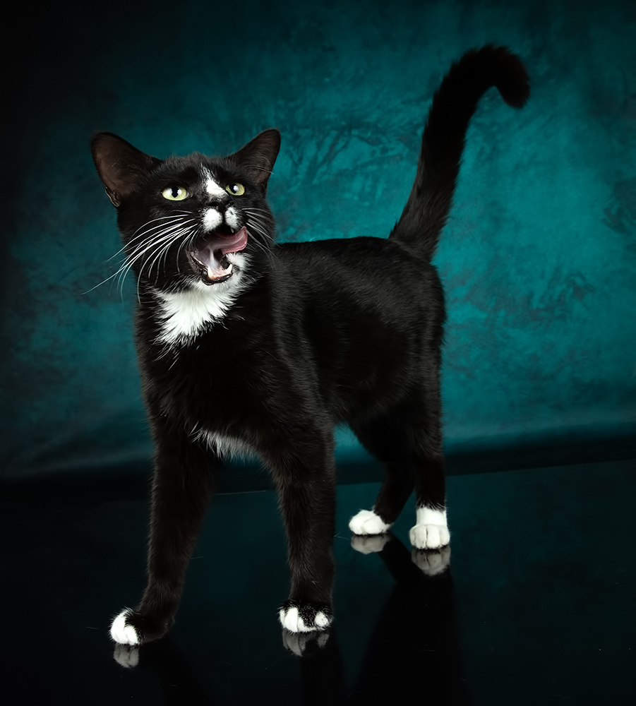 Black Kitten, Timka - Чёрный котенок