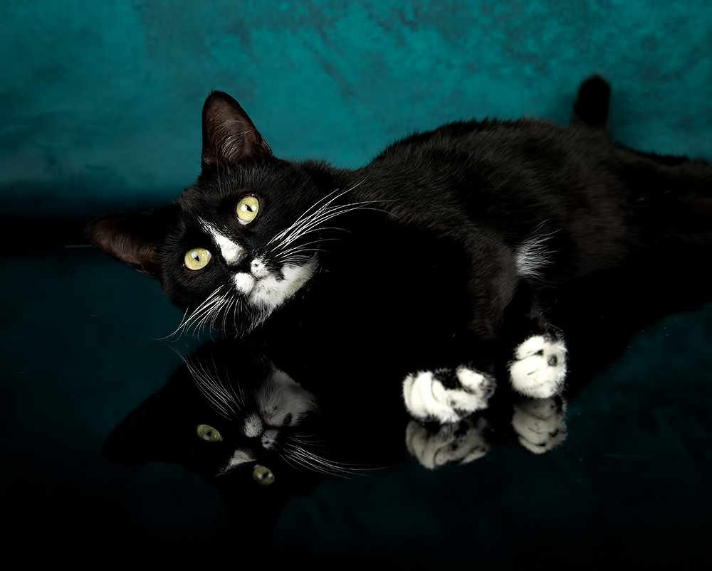 Black Kitten, Timka - Чёрный котенок