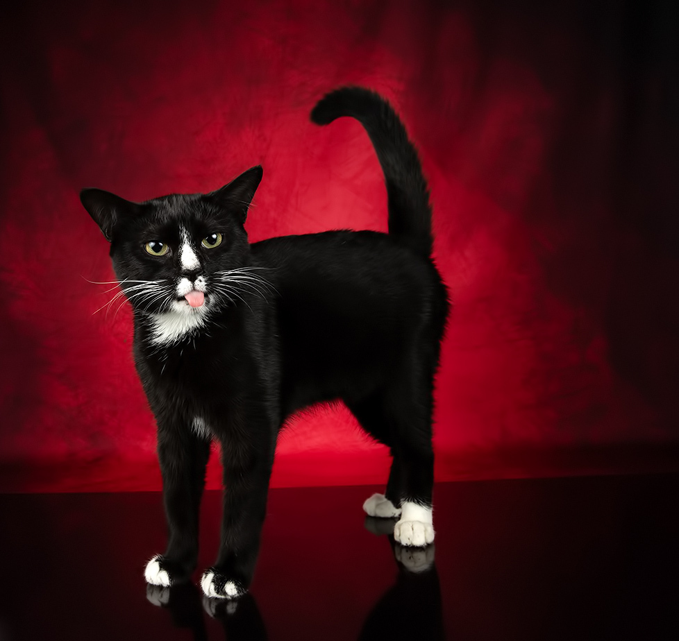 Black Kitten, Timka - Чёрный котенок