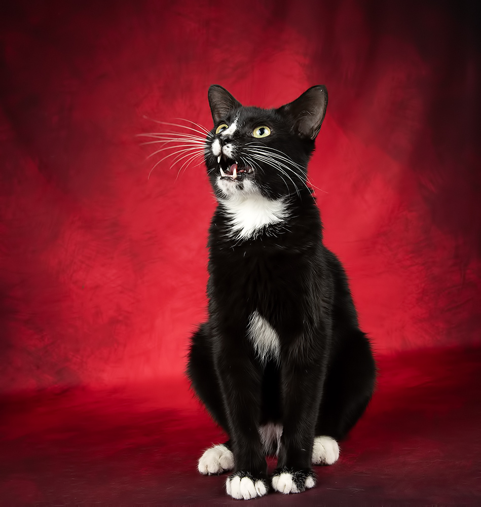 Black Kitten, Timka - Чёрный котенок