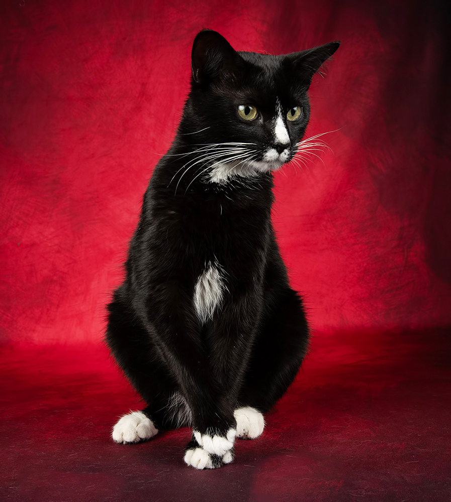 Black Kitten, Timka - Чёрный котенок