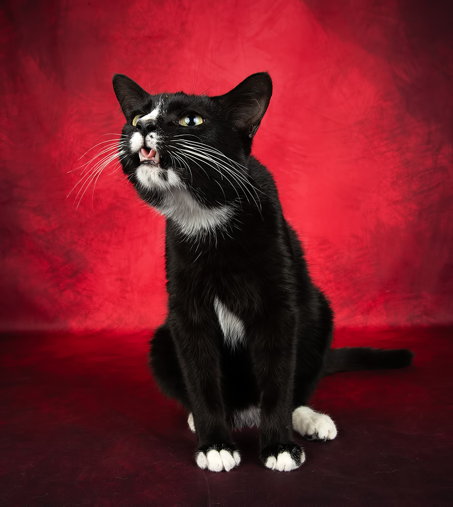 Black Kitten, Timka - Чёрный котенок