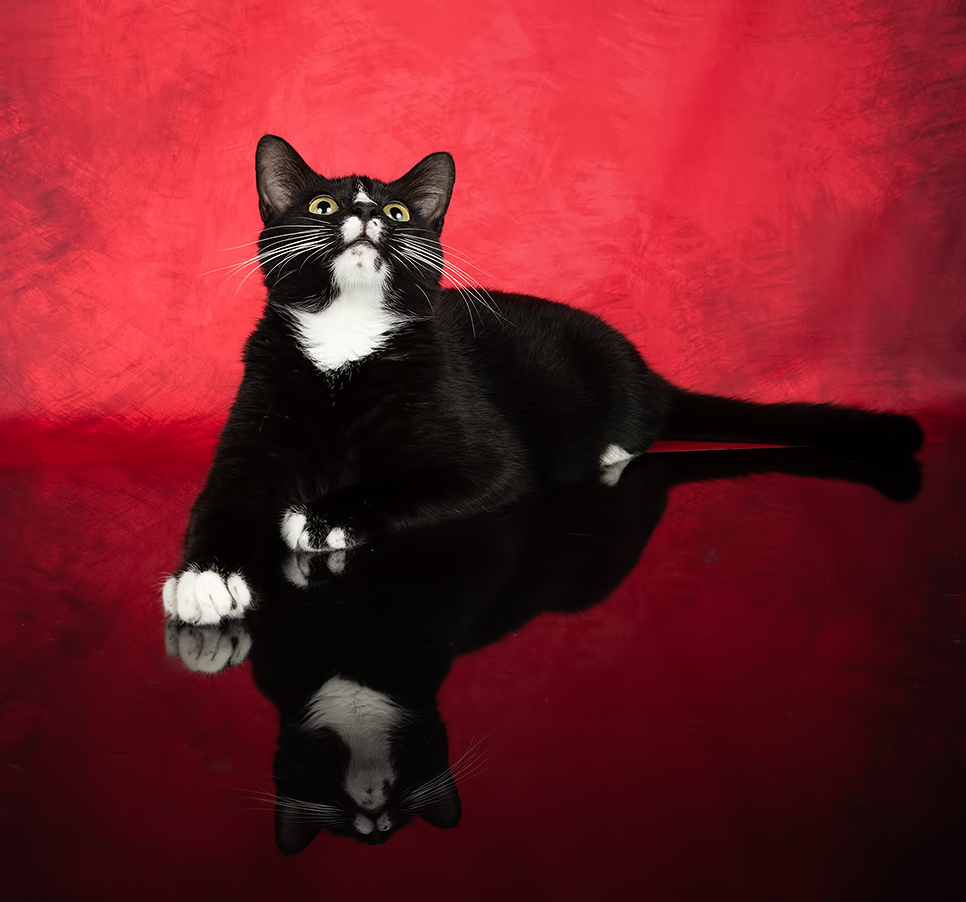 Black Kitten, Timka - Чёрный котенок
